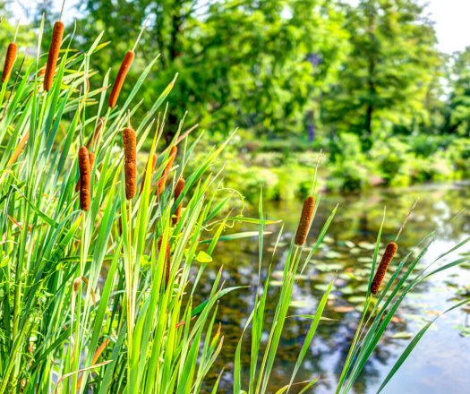 Aquatic Plants